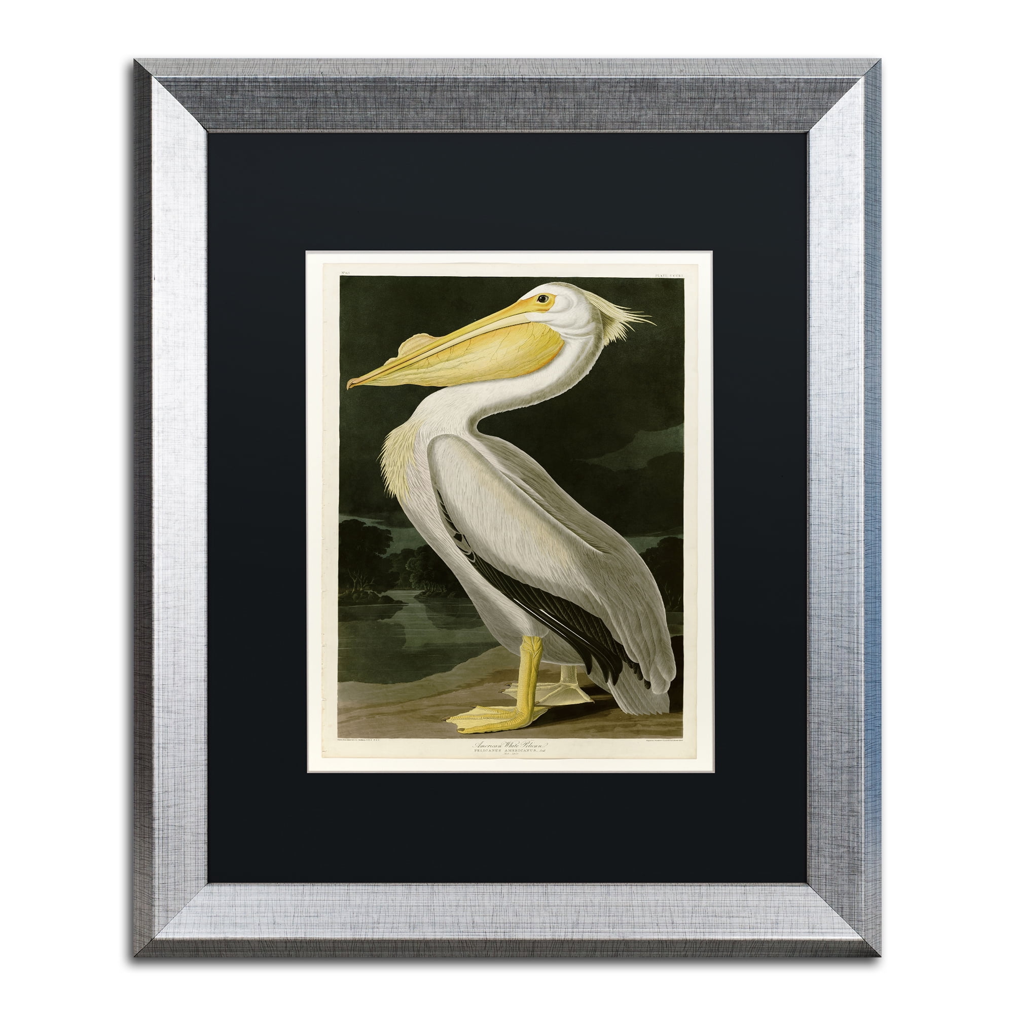 Trademark Fine Art "American White Pelican" Canvas Art by John James Audubon Black Matte, Silver Frame