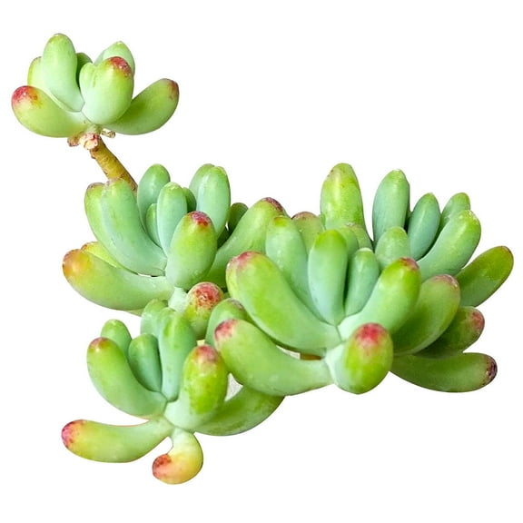 Sedum Pachyphyllum Green Jelly Bean Succulent (2"  Plastic Pot) - Tiny, Lovely, Easy to Care Succulent for Beginners - Live Healthy Succulent for Home Office