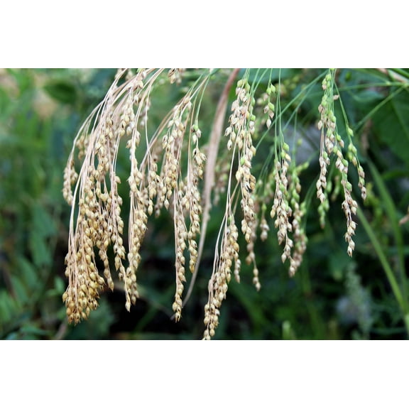 200 PROSO MILLET White Common Panicum Miliaceum Ornamental Grass Vegetable Seeds