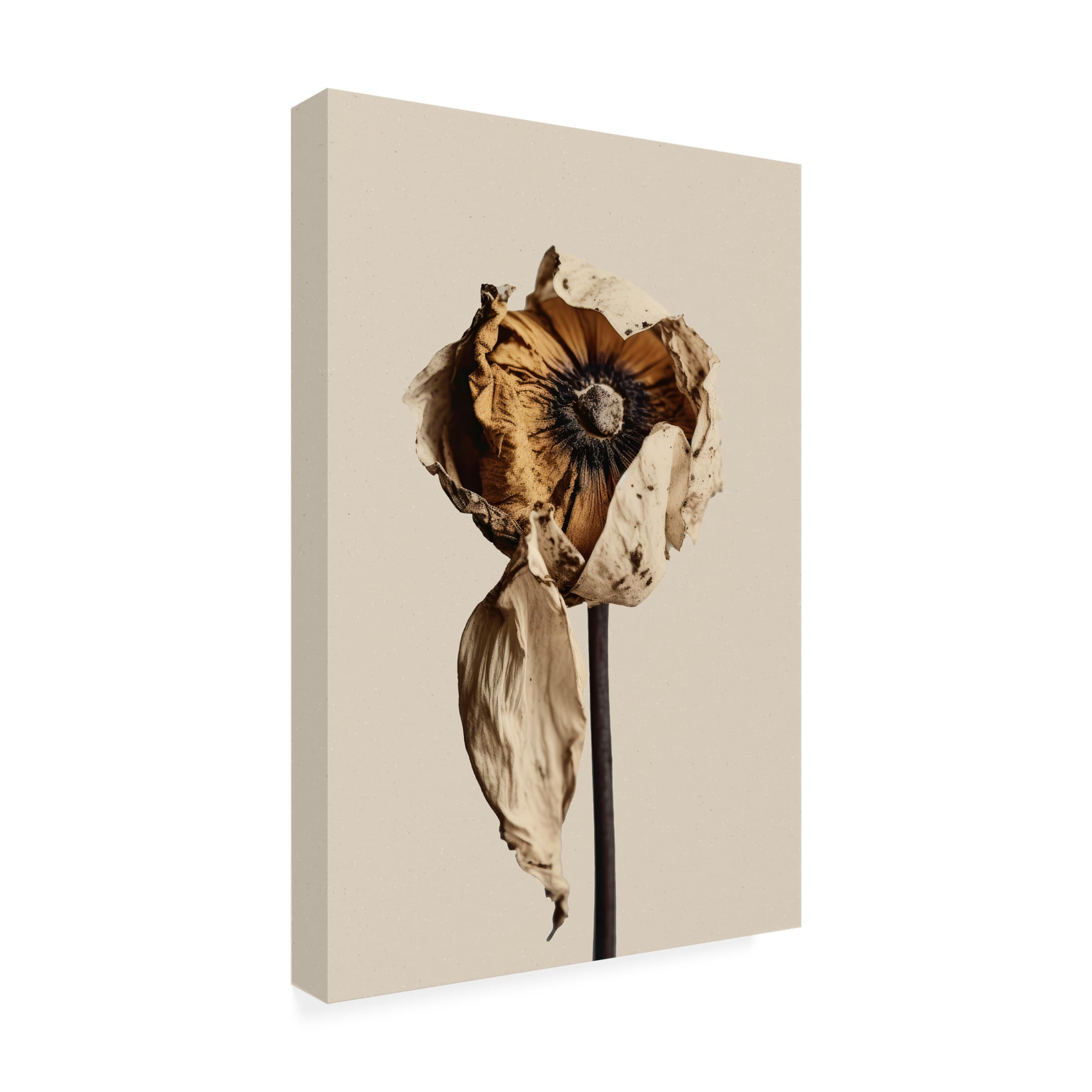 Trademark Fine Art Treechild A Short Moment Canvas Wall Art