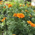 thumbnail image 3 of 6 Pack Large 60cm Tall Bow Plant Support Stakes,Metal Garden Supports, 3 of 4