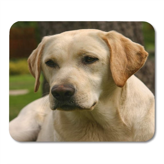 Adorable The Portrait of Young Labrador Retriever Appearance Mousepad Mouse Pad Mouse Mat 9x10 inch