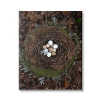 Stupell Industries Bird Nest Wildlife Forest Nature Speckled Eggs Photograph Gallery Wrapped Canvas Print Wall Art, Design by Tania Soderman