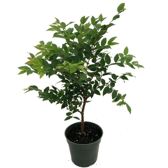 Jabuticaba Tree - 4" Pot - House Plant, Outdoors or Bonsai