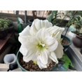 thumbnail image 4 of GSDWIUEW Double Amaryllis Bulbs for Fall Planting Large Hippeastrum Perennial Flowers Bulbs Size 10-11 Inch Perfect for Garden, Gift with Wrapping and Planting Instruction (2, White Symphony), 4 of 5