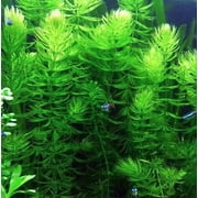 3 Pack Hornwort Bundle Live Aquarium Plants