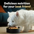 thumbnail image 4 of Cesar Warm Bowls Wet Dog Food Roasted Chicken Entrée, 2.7 Oz. Tray, 4 of 9