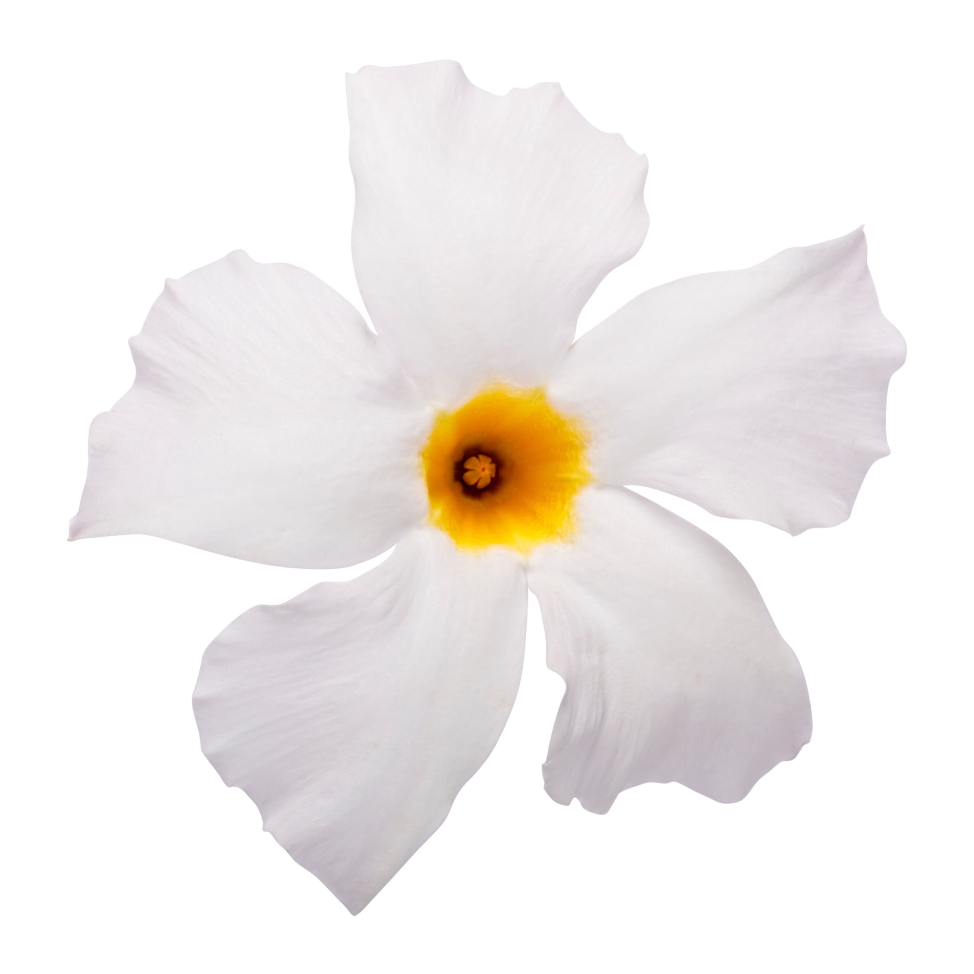 Proven Winners 5" Bombshell White Rocktrumpet Live Plant in 4.5" Pot (4 Count)