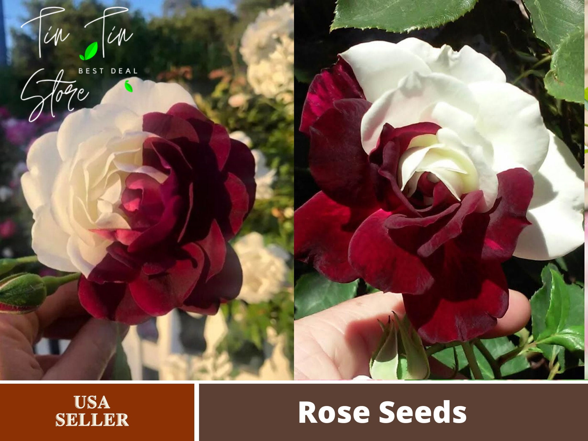 30 Rare SeedsZampa Dust Rose Bush Seed 1064Authentic SeedsFlowersSeedsRose seedsHerb