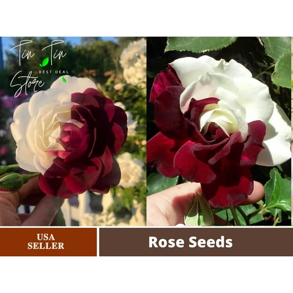 30 Rare Seeds-Zampa Dust Rose Bush Seed #1064-Authentic Seeds-Flowers-Seeds-Rose seeds-Herb seeds-Vegetable Seeds-Mix Seeds for Plant- B3G1