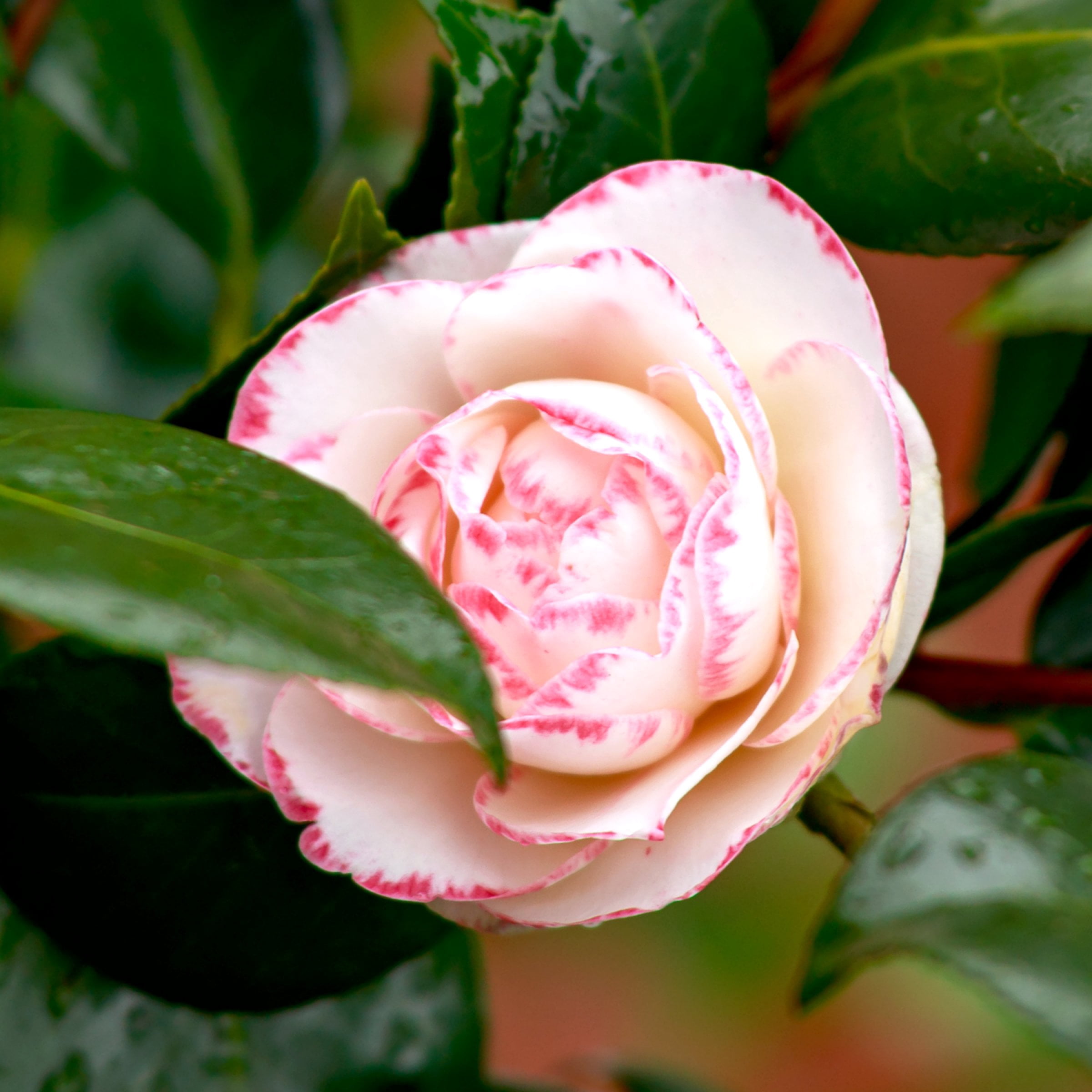 National Plant Network 1 gal. Camellia Sasanqua Moonshadow Shrub