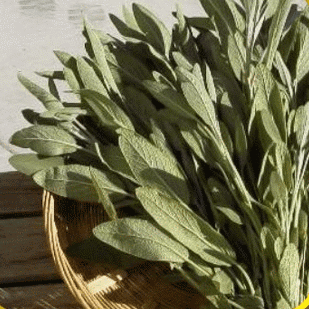 Everwilde Farms Mylar Seed Packet 500 Leisure Coriander Cilantro Herb Seeds Everwilde Farms Mylar Seed Packet 500 Leisure Coriander Cilantro Herb Seeds