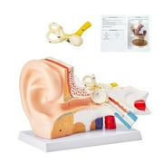 Human Ear Anatomy Model