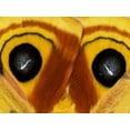 thumbnail image 2 of Rotenberg, Nancy 32x25 Gold Ornate Wood Framed with Double Matting Museum Art Print Titled - Pennsylvania Close-up of saturnia moth wings, 2 of 4