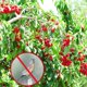 thumbnail image 4 of 10 piezas de palos repelente de pájaros reflectantes, morados, 30 cm, espiral de viento reflectante, mantiene a los pájaros alejados de su hogar, jardín y patio, 4 of 5