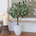 thumbnail image 3 of 25.5" Olive tree in 6" Texture Ceramic Pot, 3 of 5