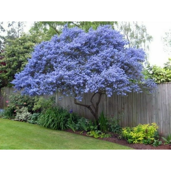 25 Creeping Mountain Lilac Seeds Tree Flowers Perennial Flower 358 US SELLER