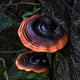 thumbnail image 5 of Estantes de Pared de Champiñones, Lindos Estantes de Pared de Champiñones Reishi Resina Artificial para Cabaña al Aire Libre, 5 of 7