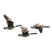 Bird-X Bird Stop Bird & Goose Repellent Natural Ingredients One Gallon Concentrate Canada Geese Starlings Sparrows