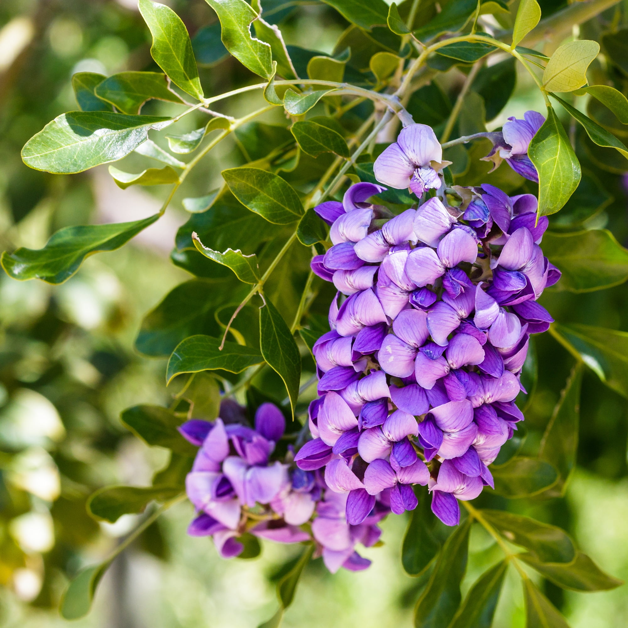 Lone Star Growers Texas Mountain Laurel (Sophora), Outdoor Plants & Evergreen Shrubs, 2 Gal. Pot