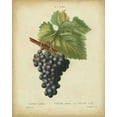 thumbnail image 2 of Bessa 12x14 Gold Ornate Wood Framed with Double Matting Museum Art Print Titled - Antique Bessa Grapes I, 2 of 4