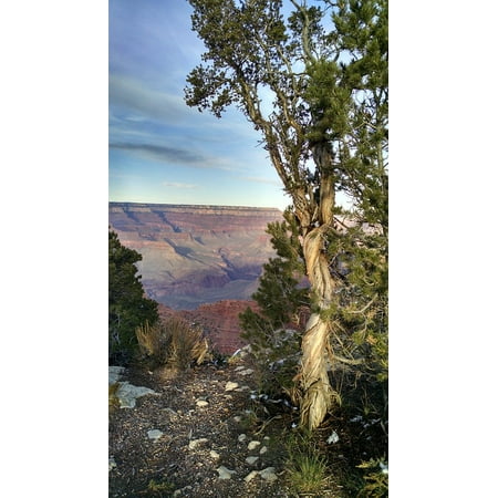 Canvas Print Twisted Tree at Grand Canyon Grand Canyon South Rim Stretched Canvas 10 x