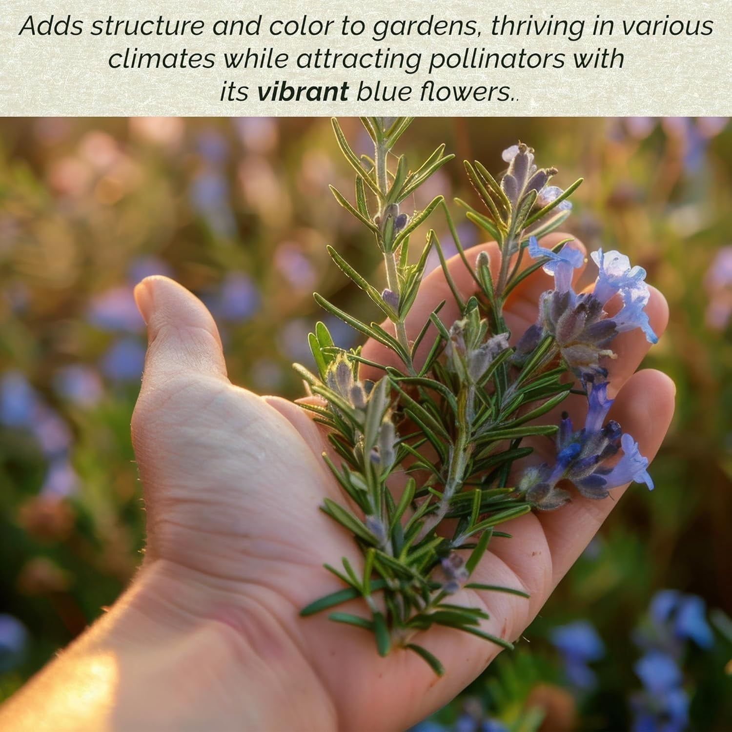Tuscan Blue Rosemary Live Plants in 2.5” Nursery Pots – Aromatherapy Herb for Cooking
