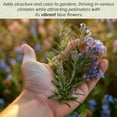 thumbnail image 4 of 6 Tuscan Blue Rosemary, Live Plants – Rosmarinus Officinalis – Hardy & Fragrant Herb in 2.5” Nursery Pots – Grows Up to 5 Ft, Easy to Maintain, Great for Cooking, Landscaping & Aromatherapy, 4 of 9