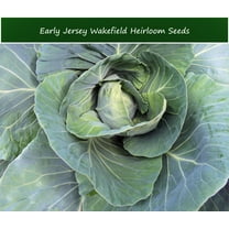 Vegetable Seeds - Early Jersey Wakefield Cabbage -100 Heirloom Seeds