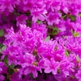 thumbnail image 4 of Brighter Blooms - Autumn Royalty® Encore® Azalea, 3 gal - No Shipping to AK, AZ, HI, 4 of 5