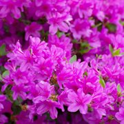 Brighter Blooms - Autumn Royalty® Encore® Azalea, 1 gal - No Shipping to AK, AZ, HI