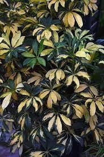 Arboricola Variegated Trinette  2 Extra Large 3 Gallon Plants  Schefflera arboricola 'Trinette'  Lush Foliage  Indoor/Outdoor Versatility