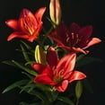 thumbnail image 1 of GSDWIUEW Lily Bulbs-2 or 4 Bulbs per Package Cold-Resistant Perennial Bulbs for Gardens, Easy-Grow. (Red,2), 1 of 4