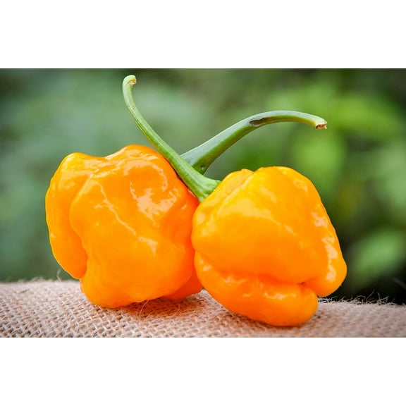 Sherwood's Seeds 10 Papa Dreadie Scotch Bonnet Hot Pepper Plant Seeds