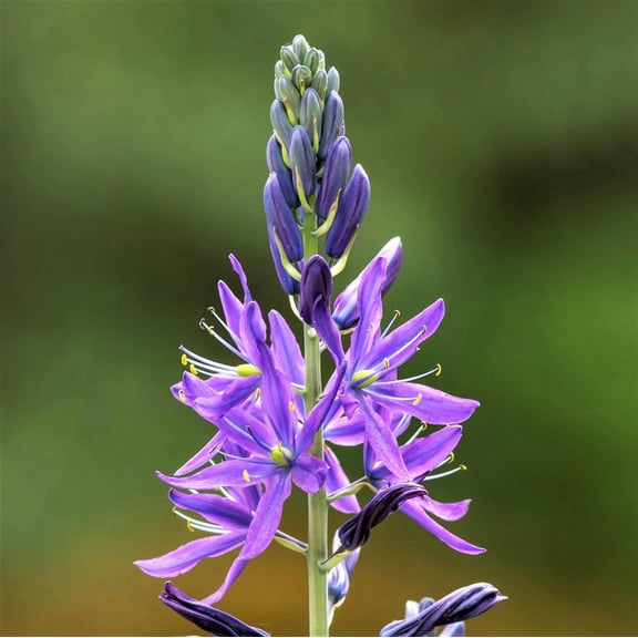 Easy to Grow Camassia Esculenta 5 Plant Bulbs, Spring Summer Zones 4-8