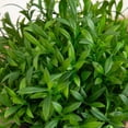 thumbnail image 5 of 6in. Artificial Grass Plant in Black Pot - Set of 2, 5 of 9