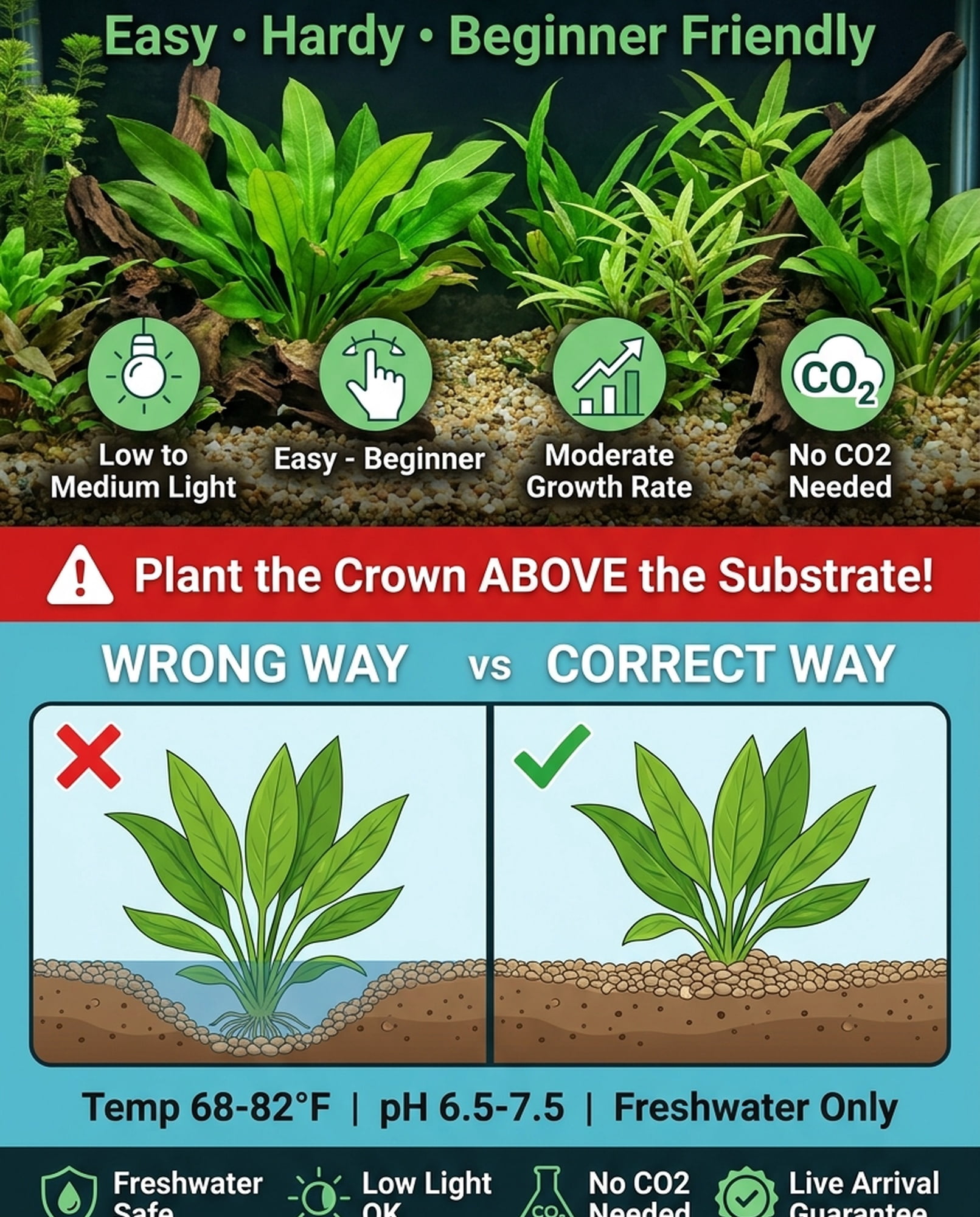 Amazon Sword Assorted Bundle, 10 Live Freshwater Aquarium Plants, Bare Root, 5–8 Inches