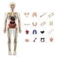 thumbnail image 1 of Teaching Tool 3D Human Torso Model DIY Mannequin Skeleton Organ Anatomy, 1 of 8