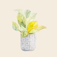 thumbnail image 3 of Loreth, Lanie 12x12 Black Modern Framed Museum Art Print Titled - Decorative Potted Plant II, 3 of 5