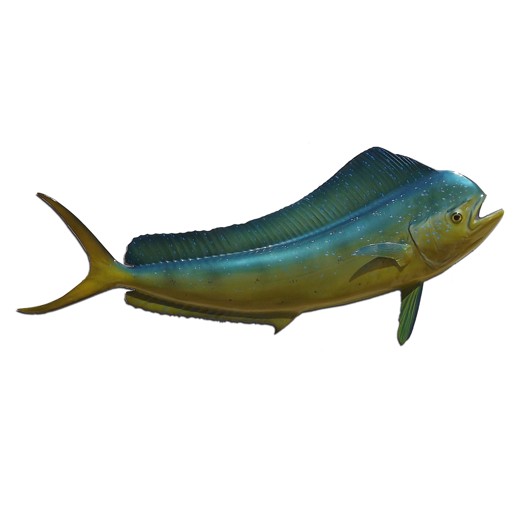 40" Bull Dolphin / Dorado / Mahi Mahi Full Mount Fish Replica Walmart
