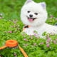 thumbnail image 3 of Collar para perros Endeavour: impermeable, sin olor,, 3 of 5