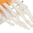 thumbnail image 4 of Modelo de Articulación del Pie Humano con Ligamentos ANGGREK, 4 of 8
