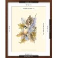 thumbnail image 5 of Art.com Chickadee and Oak Leaves Art Print by Janet Mandel, Brown Frame Wall Art, 17" x 21", 5 of 5