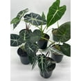 thumbnail image 3 of Alocasia Assortment Set, 4 inch pots, 6 Different Alocasias, Frydek, Black Velvet, Maharani, Regal Shield, Bambino, Tiny Dancer, Serendiptiy, 3 of 9