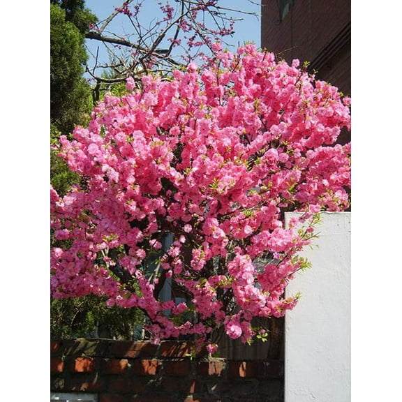 CZ Grain 10 Flowering Plum Bonsai Tree Plant Seeds