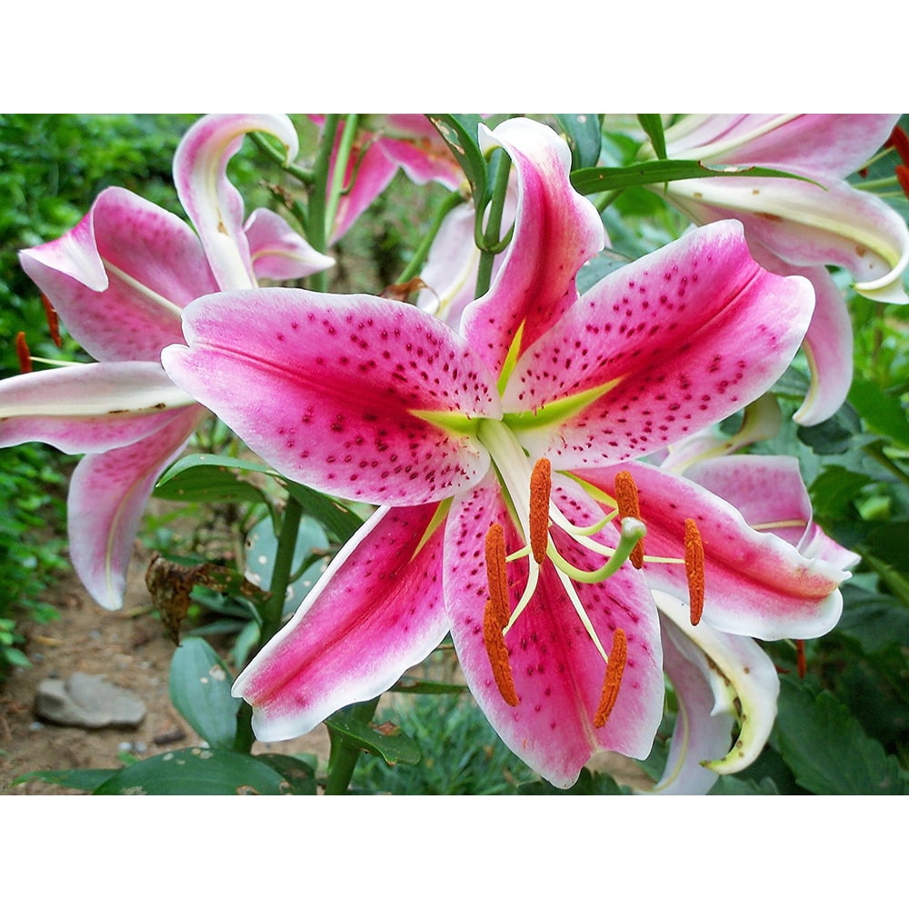 10 Stargazer Lily Bulbs
