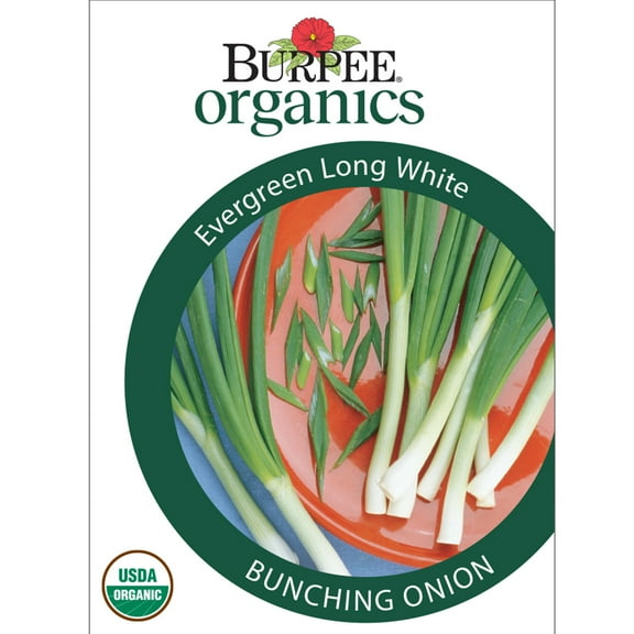 Burpee Organics Evergreen Long White Bunching Onion Seeds - Non-GMO, Organic Vegetable Gardening Seeds, 1.9g, 1-Pack