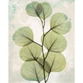 thumbnail image 3 of Koetsier, Albert 15x18 Black Modern Framed Museum Art Print Titled - Eucalyptus Stoned 2, 3 of 5