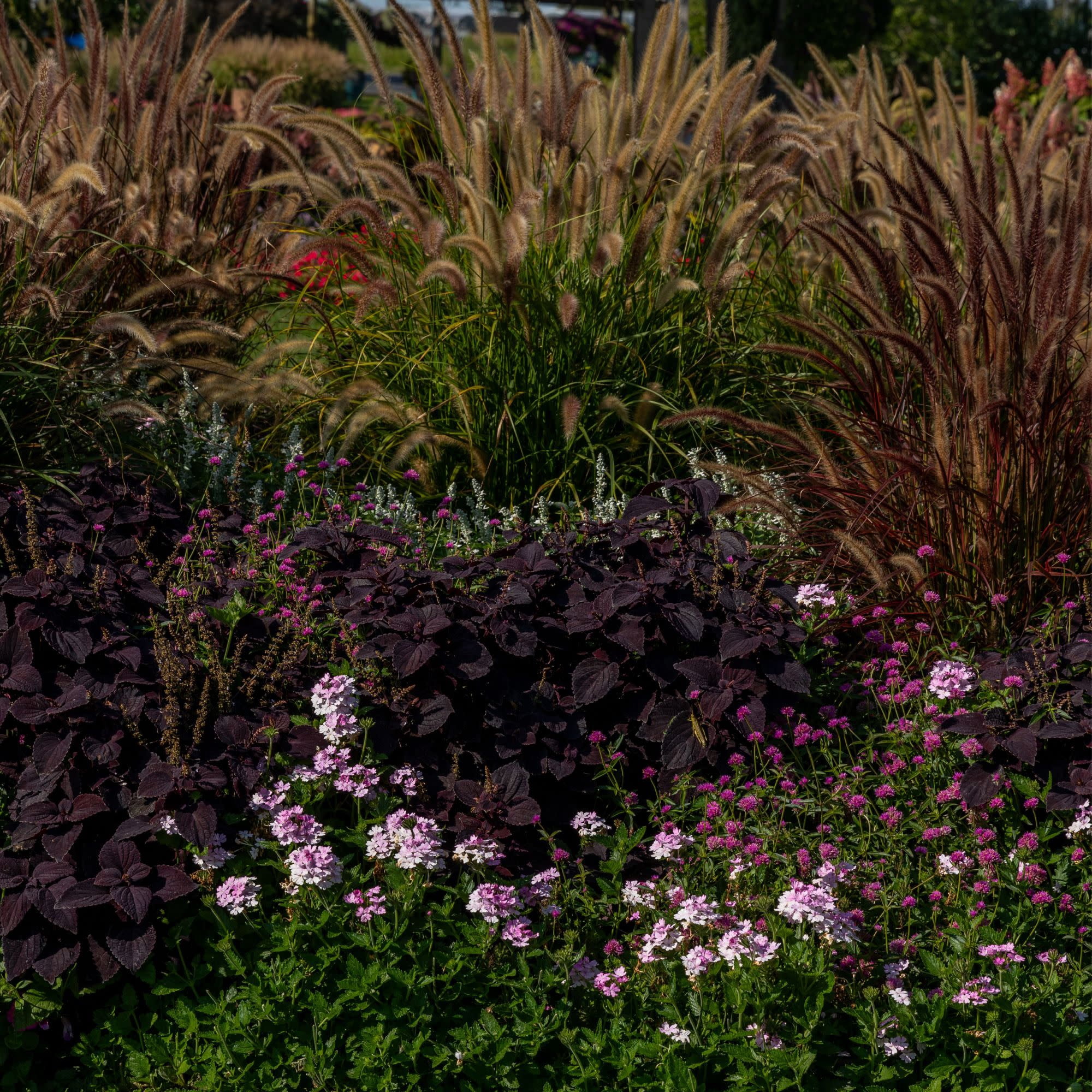 Proven Winners 4" Superbena Pink Cashmere Verbena Live Plant in 4.25" Pot (4 Count)