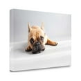 thumbnail image 2 of Sad Frenchie By Susan Sabo, 29" x 20" Fine Art Giclee Print on Gallery Wrap Canvas, Ready to Hang, 2 of 2